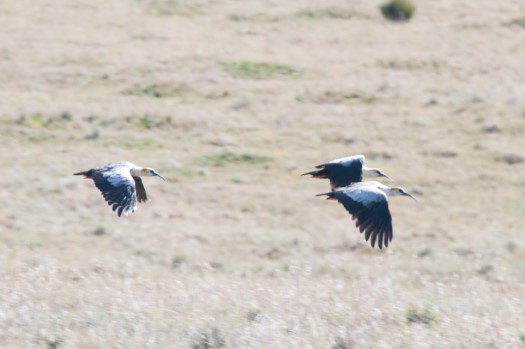 Andean Ibis at Antisana